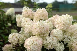 Pluimhortensia 'Bobo'|ohgreen Clearance