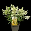 Pluimhortensia 'Candlelight'|ohgreen Outlet