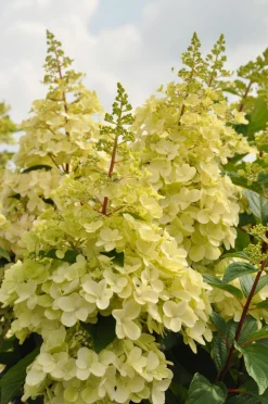 Pluimhortensia 'Candlelight'|ohgreen Outlet