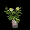 Pluimhortensia 'Pinky Winky'|ohgreen Discount
