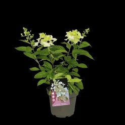 Pluimhortensia 'Pinky Winky'|ohgreen Discount