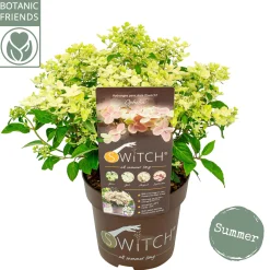 Pluimhortensia switch ophelia p19 h45|ohgreen Clearance
