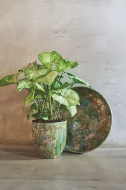 POT D44 ARRAY GRASGR|ohgreen Sale