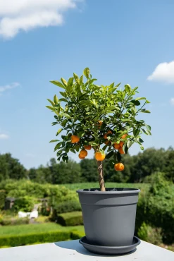 Pot essential 10cm|ohgreen Hot