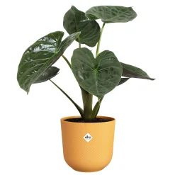 Pot jazz rond 23cm amber geel|ohgreen Discount