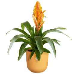 Pot jazz rond 14cm amber geel|ohgreen Clearance