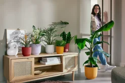 Pot jazz rond 14cm lavendel lila|ohgreen Clearance