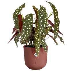 Pot jazz rond 14cm toscaans rood|ohgreen Best