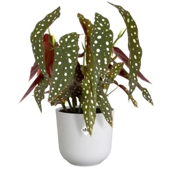 Pot jazz rond 14cm zijdewit|ohgreen Sale