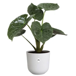 Pot jazz rond 23cm zijdewit|ohgreen