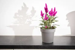 Pot rond happy 18 cm antraciet|ohgreen Hot