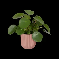 Pot vibes fold 25cm delicate roze|ohgreen Discount