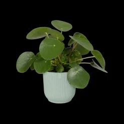 Pot vibes fold 16cm sorbet green|ohgreen Clearance