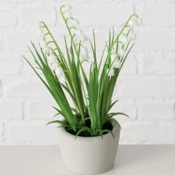 Potplant|ohgreen Clearance