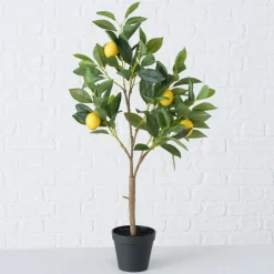 Potplant Citroen|ohgreen Online