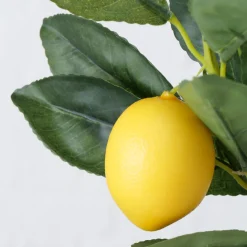 Potplant Citroen|ohgreen Online