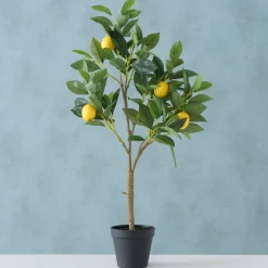 Potplant Citroen|ohgreen Online