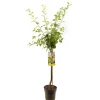 Pruimenboom prunus domestica ontario halfstam|ohgreen Outlet