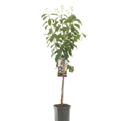 Pruimenboom prunus domestica hauszwetsch laagstam|ohgreen New