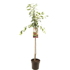 Pruimenboom prunus domestica victoria halfstam|ohgreen New