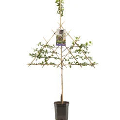 Pruimenboom prunus domestica opal leiboom|ohgreen Discount