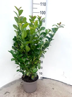 Prunus laurocerasus Ani ( Laurierkers )|ohgreen Clearance