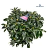 Rhododendron 70-80 XXl|ohgreen Online
