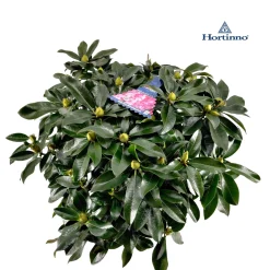 Rhododendron 70-80 XXl|ohgreen Online
