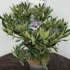 Rhododendron hybride 40-50 cm in p23|ohgreen Hot