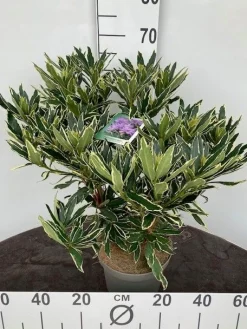 Rhododendron hybride 40-50 cm in p23|ohgreen Hot