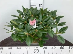Rhododendron hybride 40-50 cm in p23|ohgreen Hot