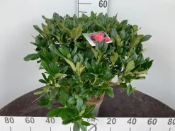 Rhododendron hybride 40-50 cm in p23|ohgreen Hot