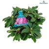 Rhododendron xxl|ohgreen Clearance
