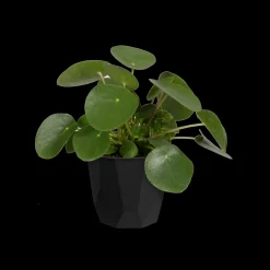 ROCK 16CM LIVING BLACK|ohgreen Discount