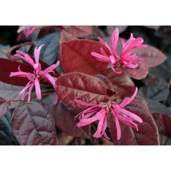 Rode franjeboom|ohgreen Outlet