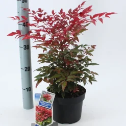 Rode hemelse bamboe Obsessed (Hemelse Bamboe of Schijnbamboe)|ohgreen Hot