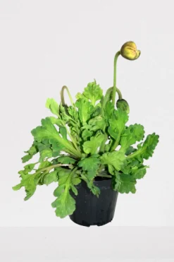 Rode klaproos p14|ohgreen