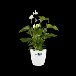 Rond 25cm|ohgreen Clearance