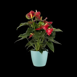 Rond 16cm|ohgreen Online