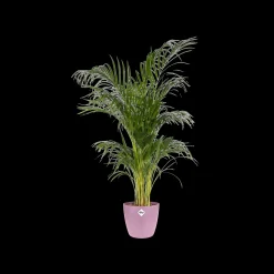 Rond 16cm|ohgreen Online