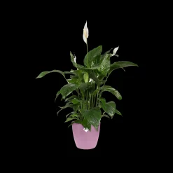 Rond 16cm|ohgreen Online