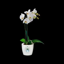 Rond 16cm|ohgreen Clearance