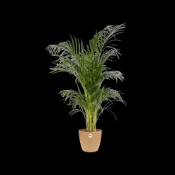 Rond 16cm|ohgreen Discount