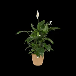 Rond 16cm|ohgreen Discount