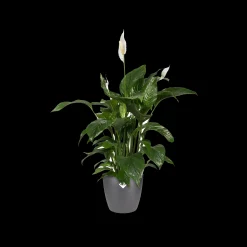 Rond 16cm|ohgreen Best