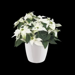 Rond diamond 16cm|ohgreen Hot