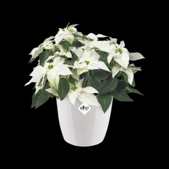 Rond diamond 22cm|ohgreen Online