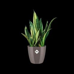 Rond diamond 22cm|ohgreen Sale