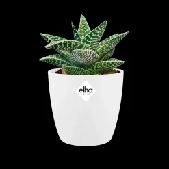 Rond mini 7cm|ohgreen Sale