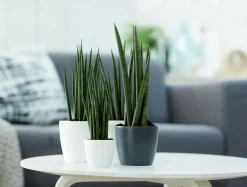 Rond mini 7cm|ohgreen Sale